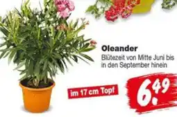 Repo Markt Oleander Angebot