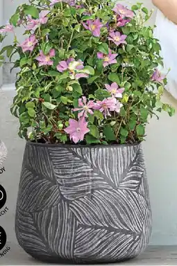 Dehner Waldrebe clematis hybride Angebot