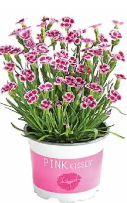 Dehner Gartennelke 'pink kisses' Angebot