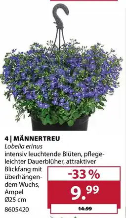 Dehner Männertreu Angebot