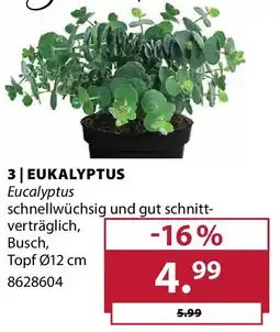 Dehner Eukalyptus Angebot