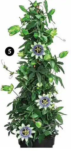 Dehner Passionsblume Angebot