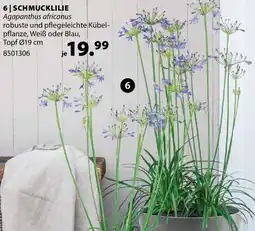 Dehner Schmucklilie Angebot