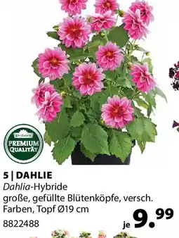 Dehner Dahlie Angebot