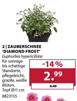 Dehner Zauberschnee 'diamond frost' Angebot