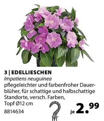 Dehner Edellieschen Angebot
