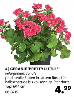 Dehner Geranie 'pretty little'' Angebot