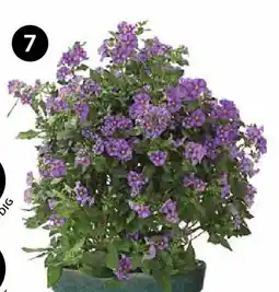 Dehner Enzianstrauch Angebot