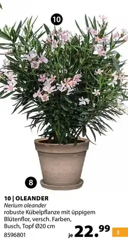 Dehner Oleander Angebot