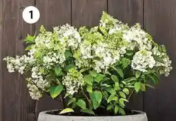 Dehner Rispen-hortensie 'limelight' Angebot