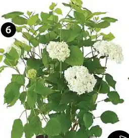 Dehner Schneeball-hortensie 'annabelle' Angebot