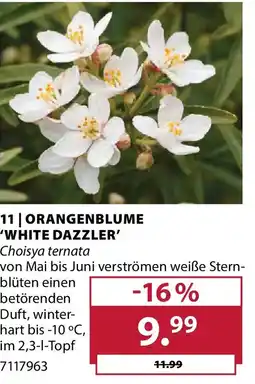 Dehner Orangenblume 'white dazzler' Angebot