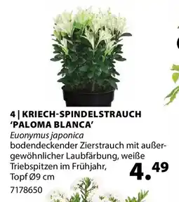 Dehner Kriech-spindelstrauch 'paloma blanca' Angebot