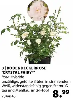 Dehner Bodendeckerrose 'crystal fairy' Angebot