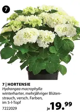 Dehner Hortensie Angebot