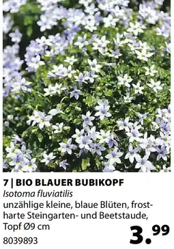Dehner Bio blauer bubikopf Angebot
