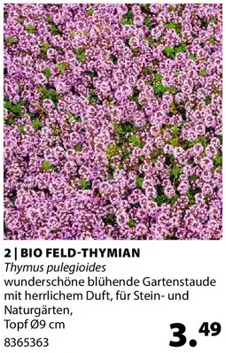 Dehner Bio feld-thymian Angebot