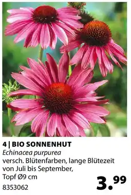 Dehner Bio sonnenhut Angebot