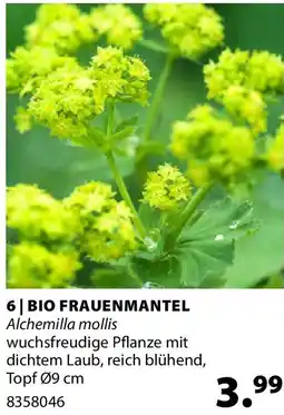 Dehner Bio frauenmantel Angebot