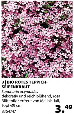 Dehner Bio rotes teppichseifenkraut Angebot
