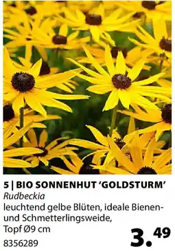 Dehner Bio sonnenhut 'goldsturm' Angebot
