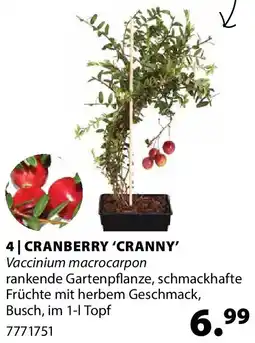 Dehner Cranberry 'cranny' Angebot