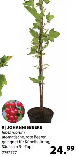 Dehner Johannisbeere Angebot