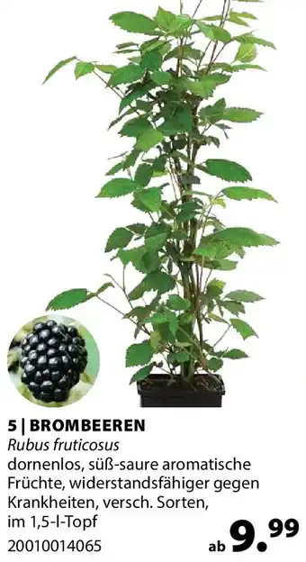 Dehner Brombeeren Angebot