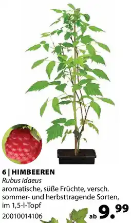 Dehner Himbeeren Angebot
