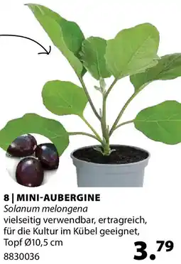 Dehner Mini-aubergine Angebot