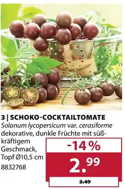 Dehner Schoko-cocktailtomate Angebot