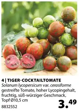 Dehner Tiger-cocktailtomate Angebot