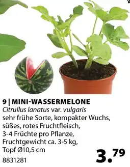 Dehner Mini-wassermelone Angebot
