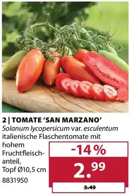 Dehner Tomate 'san marzano' Angebot