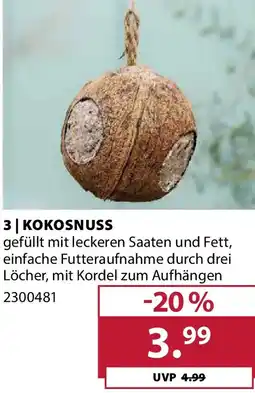 Dehner Kokosnuss Angebot