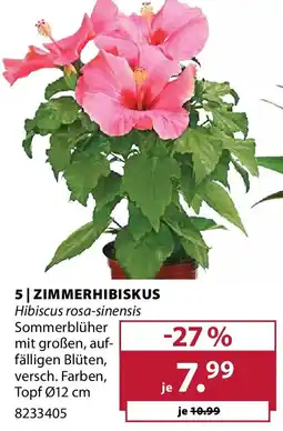 Dehner Zimmerhibiskus Angebot