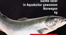 Handelshof Lachs Salmo Salar Angebot