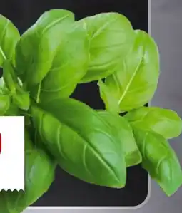 Handelshof Kräuter Angebot