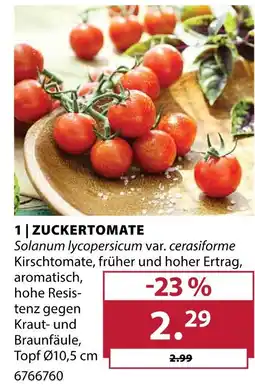 Dehner Zuckertomate Angebot