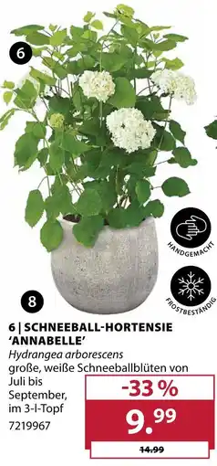 Dehner Schneeball-hortensie 'annabelle' Angebot