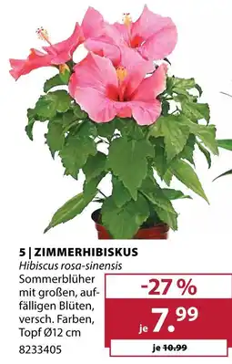 Dehner Zimmerhibiskus Angebot