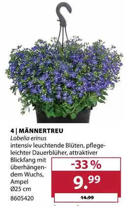 Dehner Männertreu Angebot