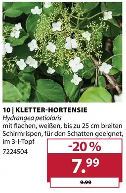 Dehner Kletter-hortensie Angebot