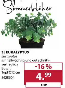 Dehner Eucalyptus Angebot