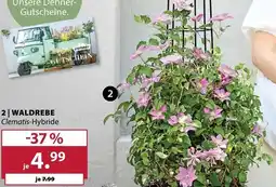 Dehner Waldrebe Angebot