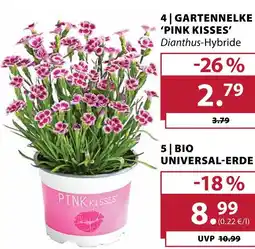 Dehner Gartennelke 'pink kisses' Angebot