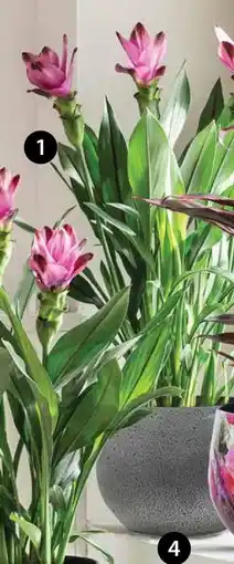 Dehner Indische safranwurz ‘siam splash’ Angebot