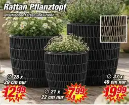 Posten Börse Rattan Pflanztopf Angebot