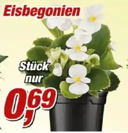 Posten Börse Eisbegonien Angebot