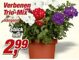 Posten Börse Verbenen Trio-Mix hängend Angebot
